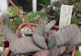 Gasteria  baylissiana