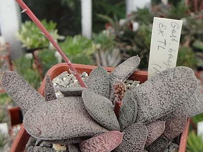 Gasteria  baylissiana