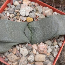 Gasteria armsrongii