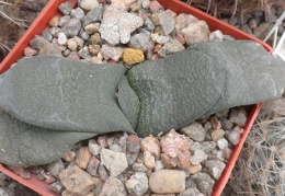 Gasteria armsrongii