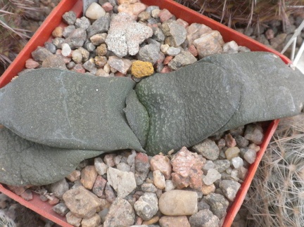 Gasteria armsrongii