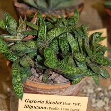 Gasteria bicolor  var  liliputana