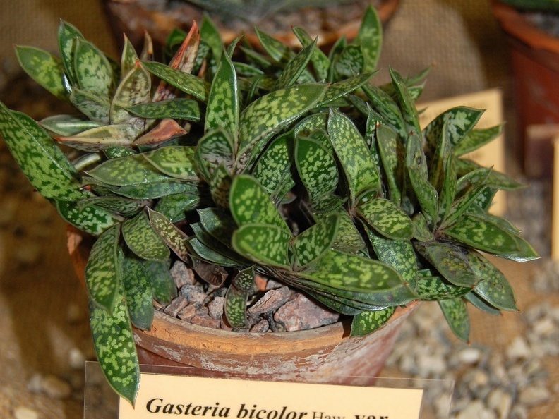 Gasteria bicolor  var  liliputana
