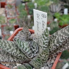 Gasteria carinata cv Snow storm