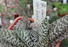 Gasteria carinata cv Snow storm