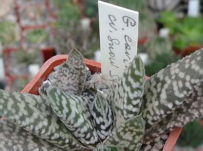Gasteria carinata cv Snow storm