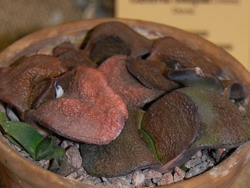 Gasteria nitida var armstrongii