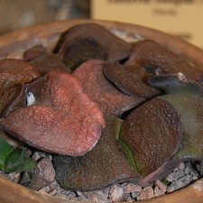 Gasteria nitida var armstrongii