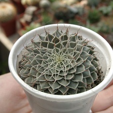 Graptopetalum filiferum