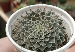 Graptopetalum filiferum