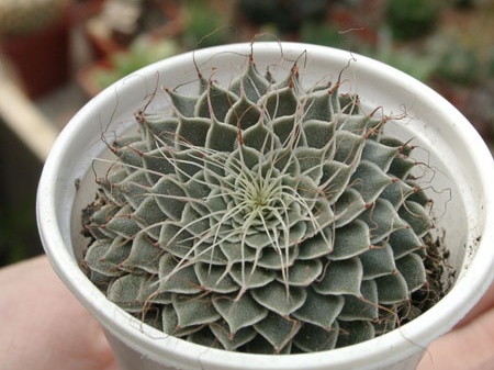 Graptopetalum filiferum