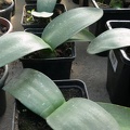 Haemanthus albiflos
