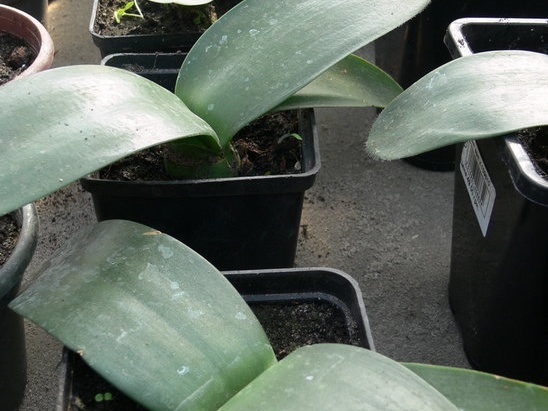 Haemanthus albiflos