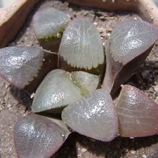 Haworthia bayeri hybr.