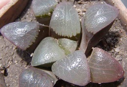 Haworthia bayeri hybr.