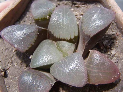 Haworthia bayeri hybr.