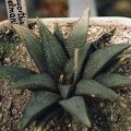 Haworthia koelmaniorum