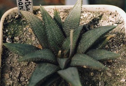 Haworthia koelmaniorum