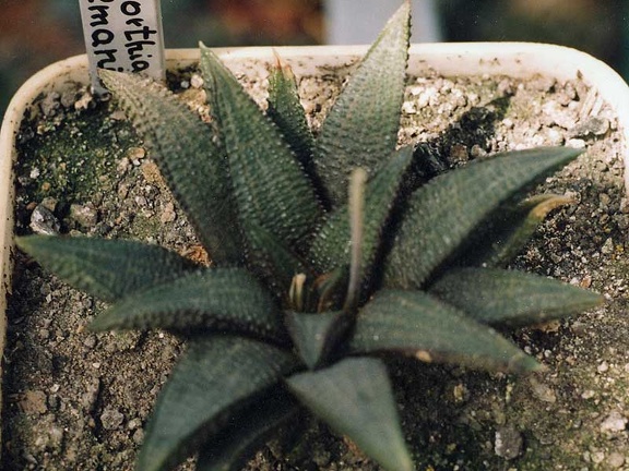 Haworthia koelmaniorum
