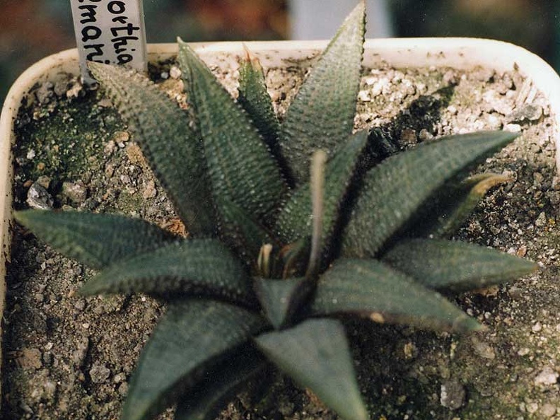 Haworthia koelmaniorum