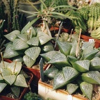 Haworthia comptoniana