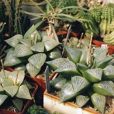 Haworthia comptoniana