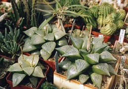 Haworthia comptoniana