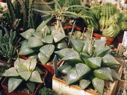 Haworthia comptoniana