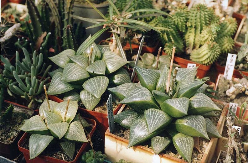 Haworthia-comptoniana.jpg