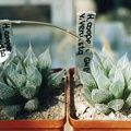 Haworthia cooperi v. venusta