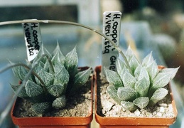 Haworthia cooperi v. venusta