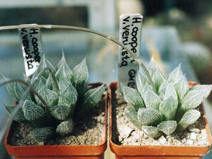 Haworthia cooperi v. venusta