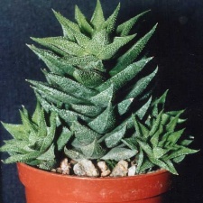 Haworthia сassytha