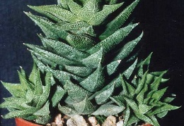 Haworthia сassytha