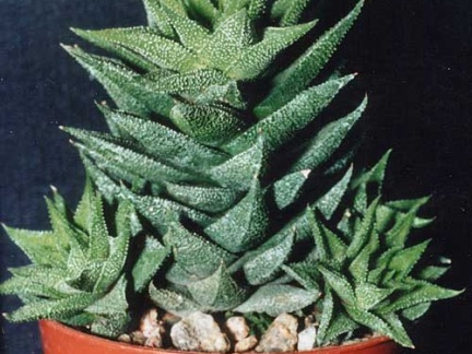 Haworthia сassytha