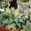 Haworthia emelyae