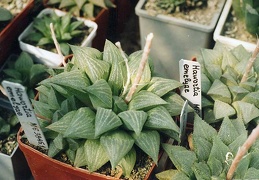 Haworthia emelyae