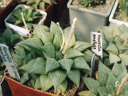 Haworthia emelyae