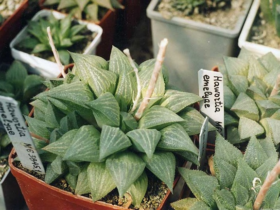 Haworthia emelyae