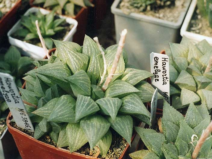 Haworthia emelyae