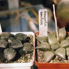 Haworthia emelyae