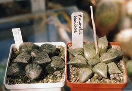 Haworthia emelyae