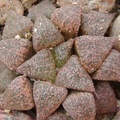 Haworthia emelyae (японская селекция)