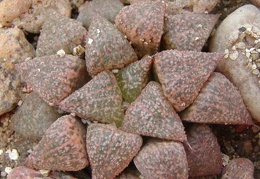 Haworthia