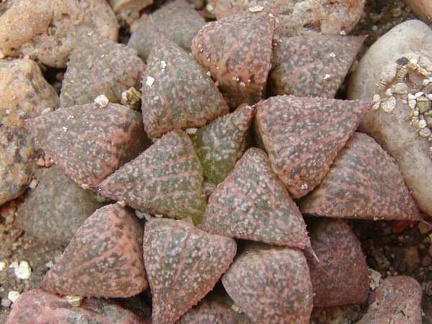 Haworthia emelyae (японская селекция)