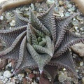 Haworthia limifolia