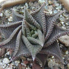 Haworthia limifolia