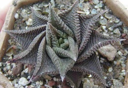 Haworthia limifolia