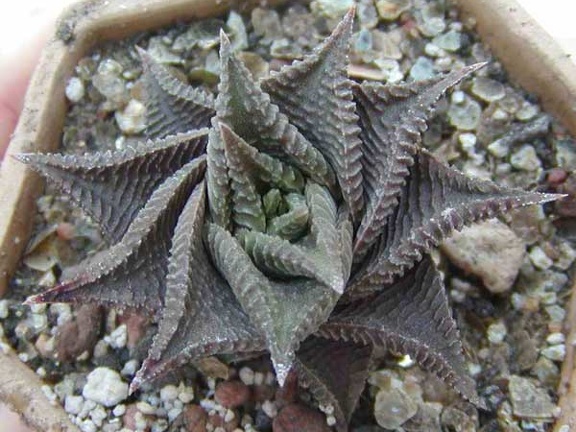 Haworthia limifolia