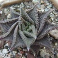 Haworthia-limifolia.jpg